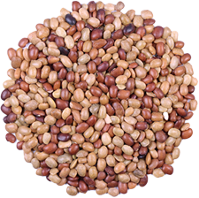 Horse Gram